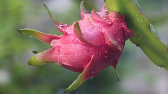 Gambar hanya ilustrasi Buah Naga/Pixabay